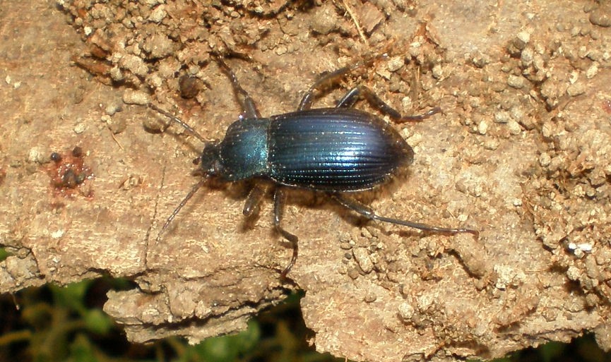 Coleottero tenebrionide Helops coeruleus ?